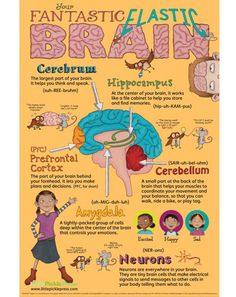 a poster with an image of the human brain and other things to know about it