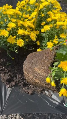 yellow flowers are growing in the dirt near a black tarp and plastic covering it