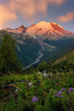 the sun is setting on a mountain with wildflowers in front of it and a river running through the valley below