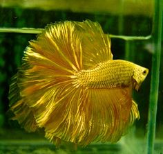 a gold colored fish in an aquarium