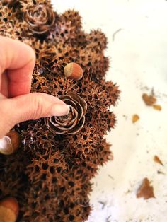 a hand pointing at some sea urchins on the beach with shells around them