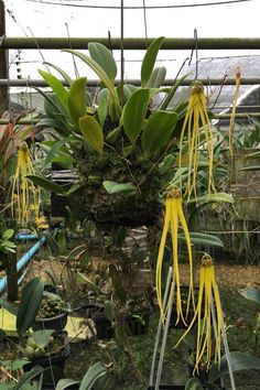 some yellow flowers hanging from a wire in a greenhouse