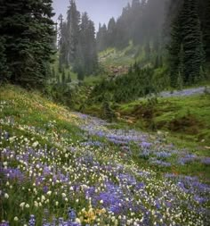 wildflowers and pine trees on the side of a mountain