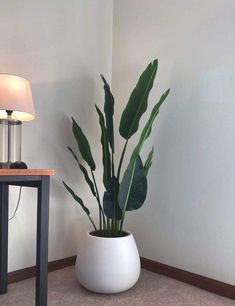 Best High Quality alohaboho Faux Potted Plant (Multiple Sizes) Online Artificial Birds, Living Room Plants, Artificial Potted Plants, Faux Greenery, Plant Decor Indoor, Bedroom Plants, Office Plants, House Plants Decor, Bird Of Paradise