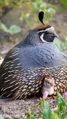 two birds are standing next to each other on the ground