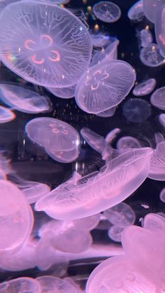 many jellyfish are floating in the water