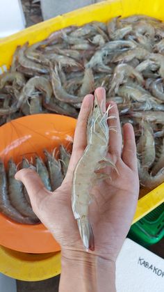 a person holding up a shrimp in front of some orange plates