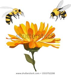 two bees flying over a yellow flower on a white background stock photo edit to be used as