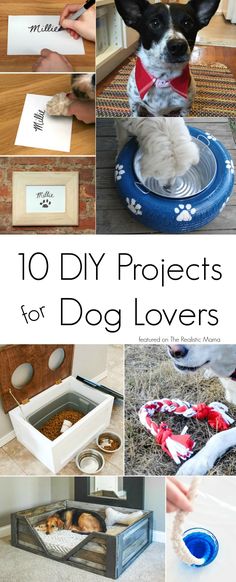 dog projects for dogs that are easy and fun