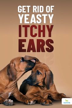 two dogs laying next to each other with the caption get rid of yeasty itchy ears