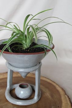 a potted plant sitting on top of a wooden table