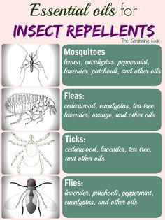 Mosquito Repellent Essential Oils, Insect Repellent Essential Oils, Insect Identification, Mosquito Repellent Spray, Diy Mosquito Repellent, Diy Bug Spray, Bug Spray Recipe, Insect Spray, Diy Essentials