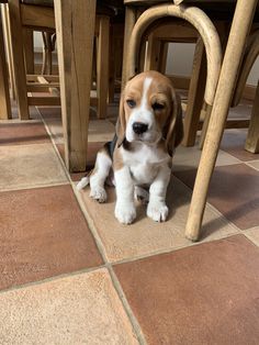 a small dog sitting under a table next to some chairs