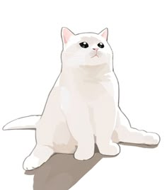 a white cat is sitting on the floor