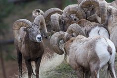 a herd of rams standing on top of a grass covered hillside next to each other