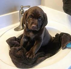 a puppy is sitting in the sink with a towel on it's back legs