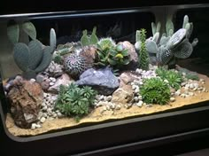 an aquarium filled with lots of plants and rocks