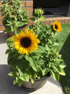 two sunflowers are in a pot on the ground