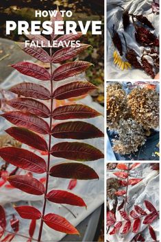 how to preserve fall leaves in the garden