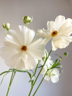 three white flowers are in a glass vase