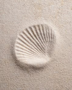 an image of a seashell in the sand