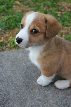 a small brown and white puppy sitting on top of a cement slab