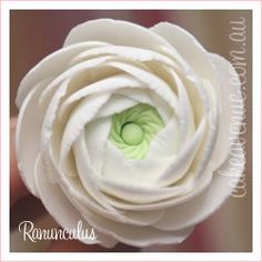 a close up of a white flower with a green center