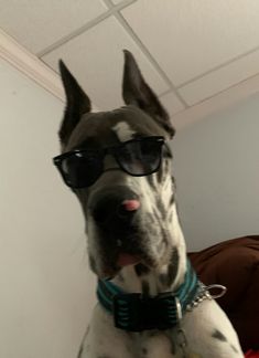 a dog wearing sunglasses sitting on top of a couch