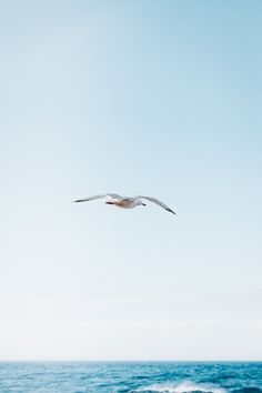 a seagull flying over the ocean on a sunny day