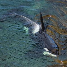 a dolphin swimming in the water with its mouth open and it's tail hanging out