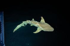 a large white shark swimming in the ocean