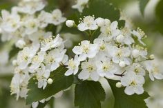 white flowers with green leaves are blooming on the tree