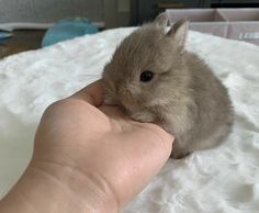 a person is holding a small hamster in their hand while sitting on a bed