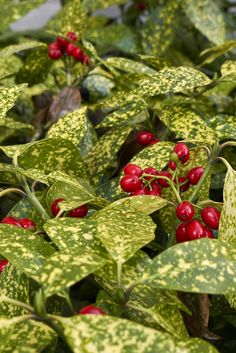 red berries are growing on the leaves of a plant that is green with yellow spots