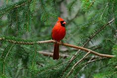 a red bird sitting on top of a tree branch