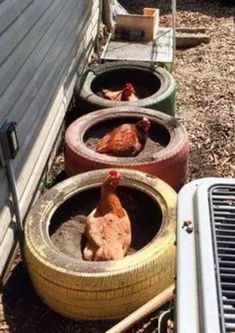 there are four tires with chickens in them