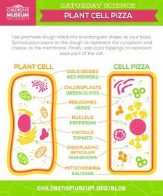 an info sheet describing the benefits of plant cell pizza