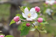 an apple tree with pink and white flowers