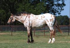 a brown and white horse standing on top of a lush green field