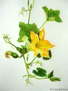 a drawing of a yellow flower with green leaves