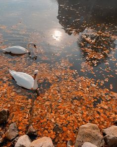 two white swans swimming on top of a lake surrounded by rocks and orange leaves in the water