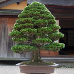 a bonsai tree in a pot on a table