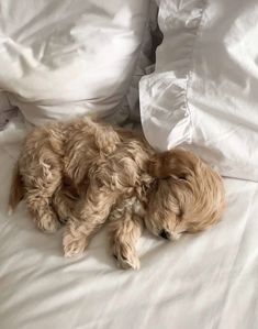 a brown dog laying on top of a white bed covered in pillows and blankets with it's head resting on the pillow