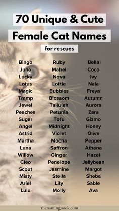 a cat with the words 70 unique & cute female cat names