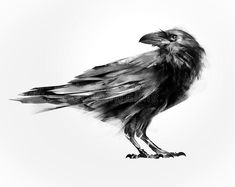 a black and white drawing of a bird