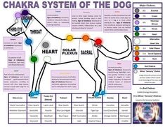 Reiki Practice, Bliss Bar, Animal Intelligence, Learn Reiki, Animal Communication, Dog Remedies, Reiki Symbols