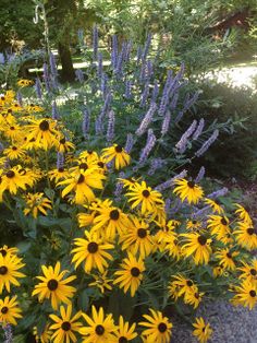 yellow and purple flowers are growing in the garden