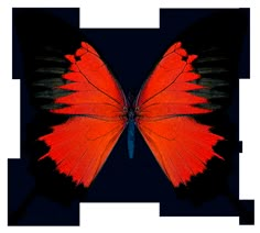 an orange and black butterfly with long wings