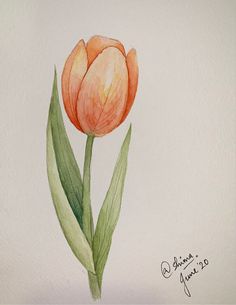 Tulip Drawing, Watercolor Tulips, Colour Painting, Flower Water, Diy Watercolor Painting, Watercolor Flower Art