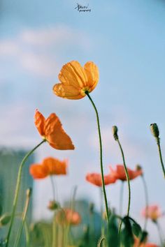 some orange and yellow flowers on a sunny day with a blue sky in the background